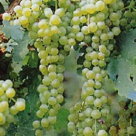In Vino Veritas Arcola